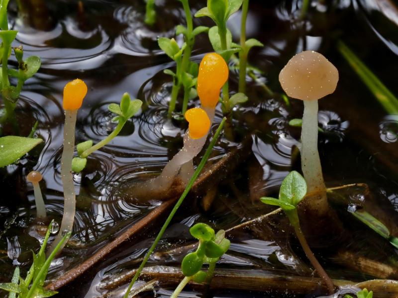 orange fungi in bog