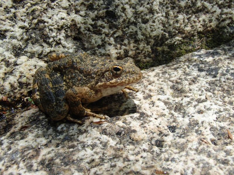 Frog sitting on a granite rock