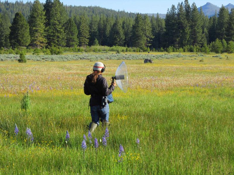 Student with sound sampling equipment in a grassy mountain meadow