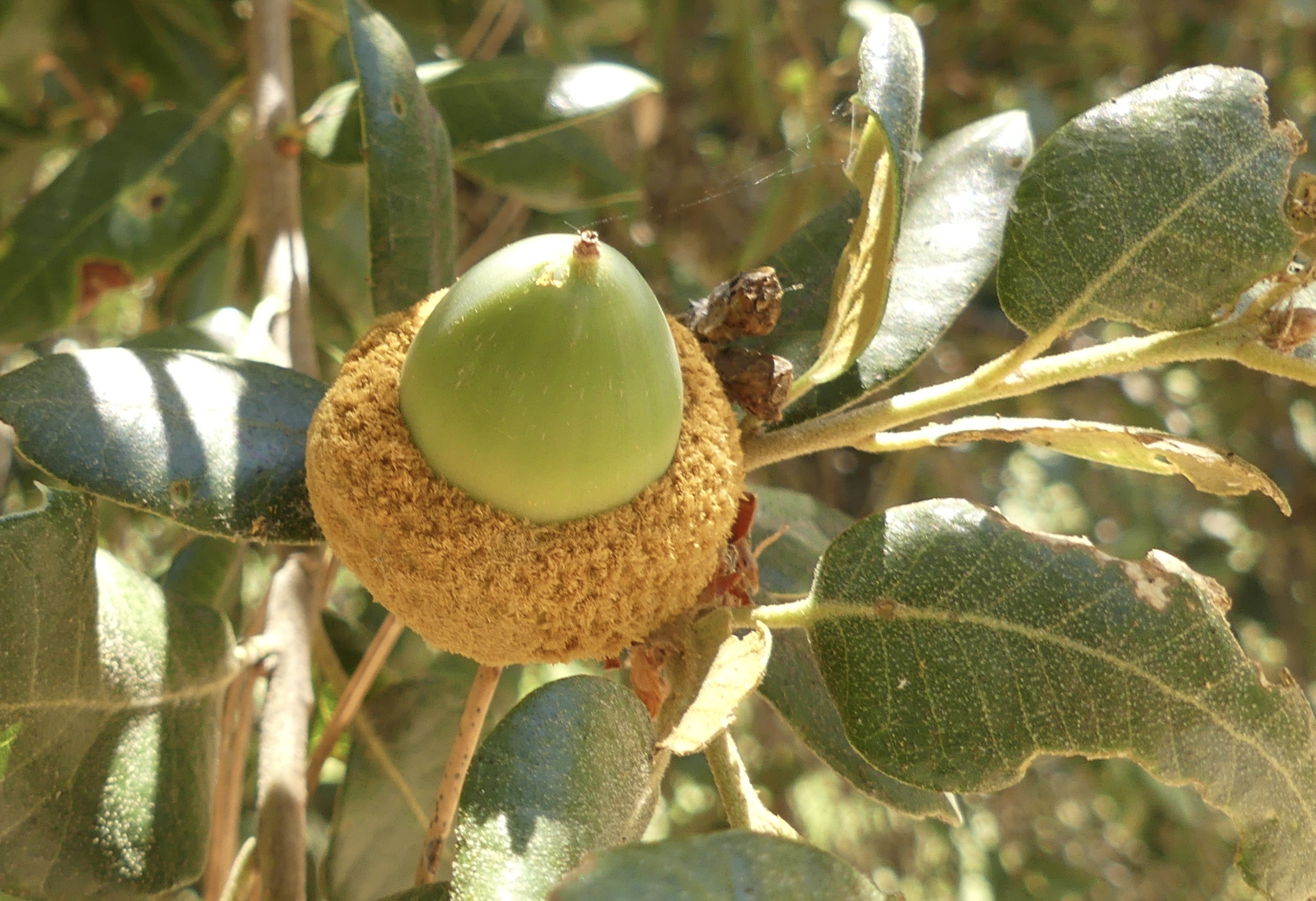 Acorn