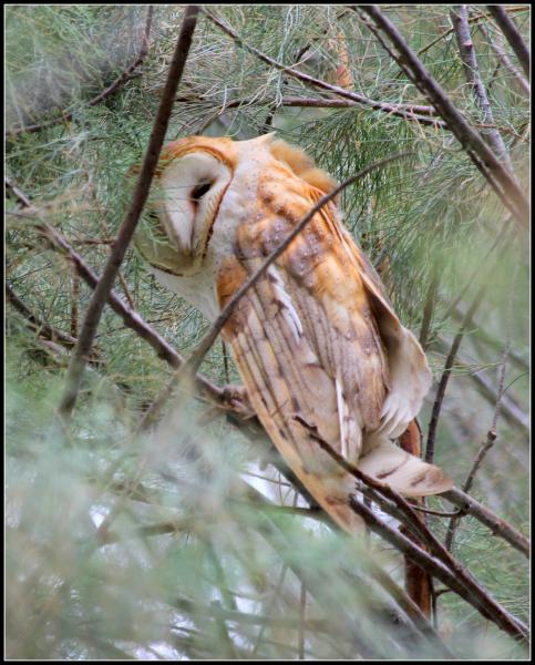 Barn owl in a tree