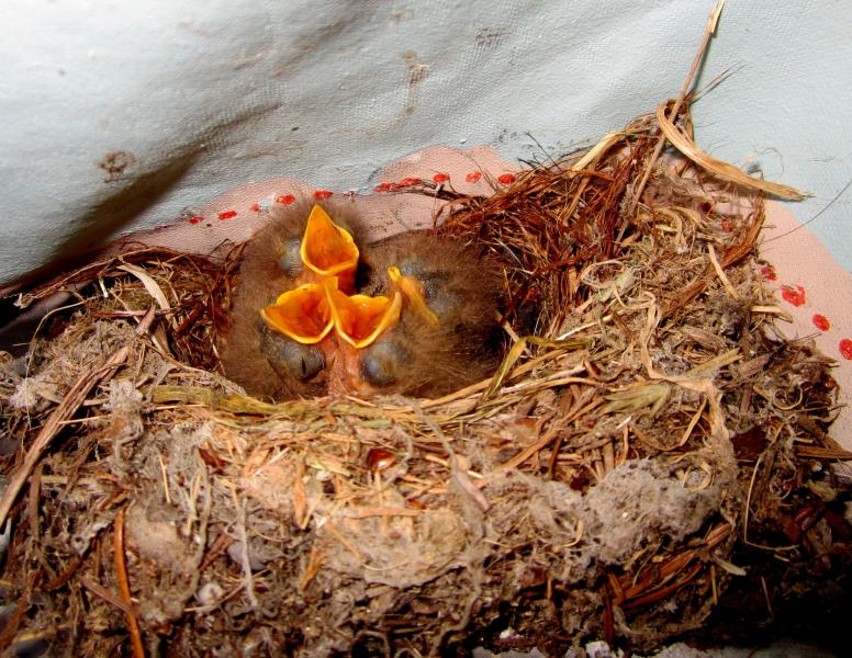 three bird chicks in a nest