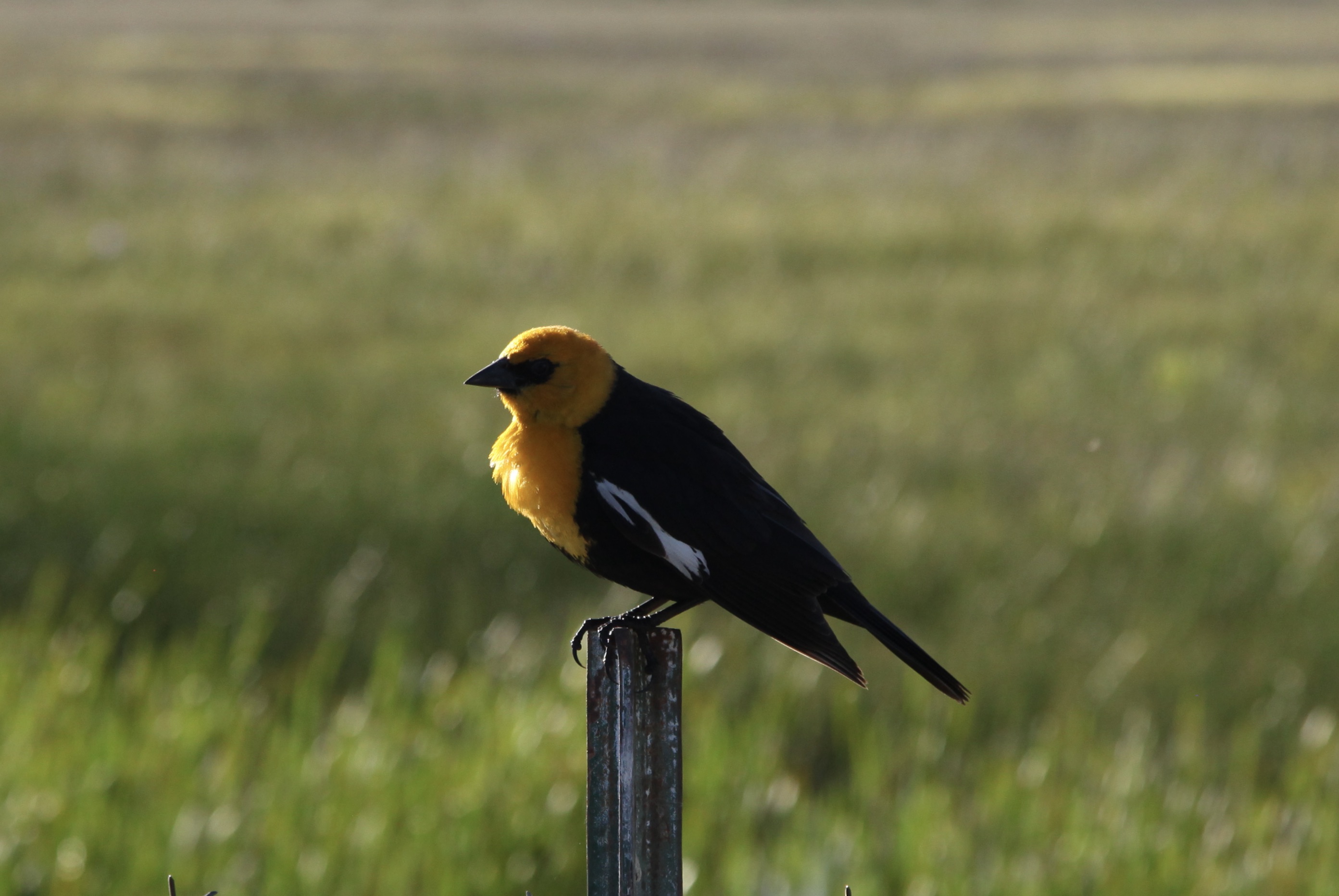 Yellow Headed Blackbird