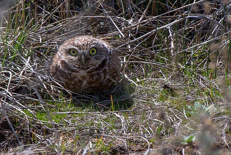 pygmy owl