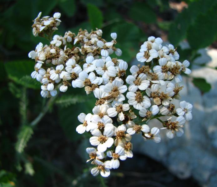 small white flowers