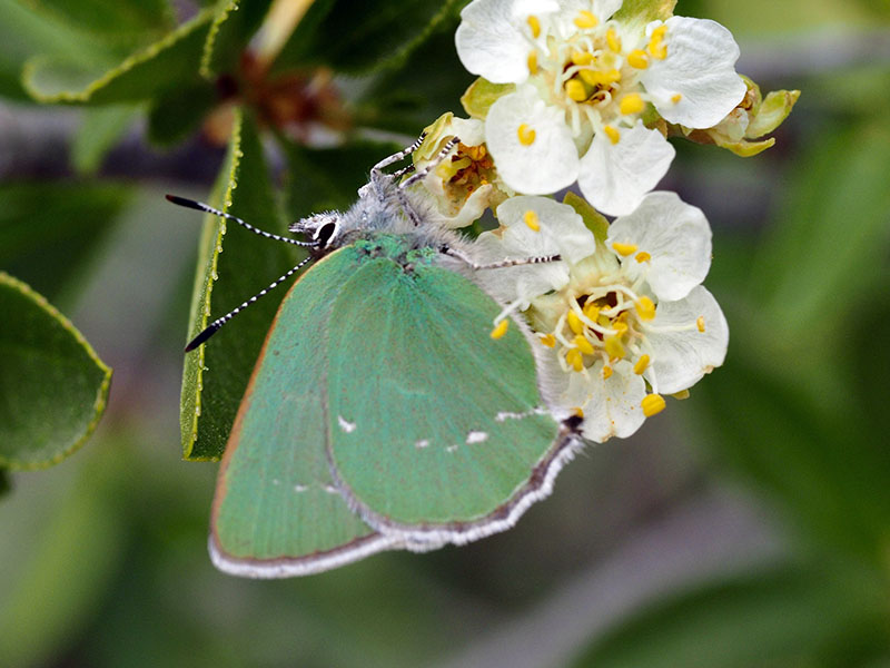 green hairstreak butterfly