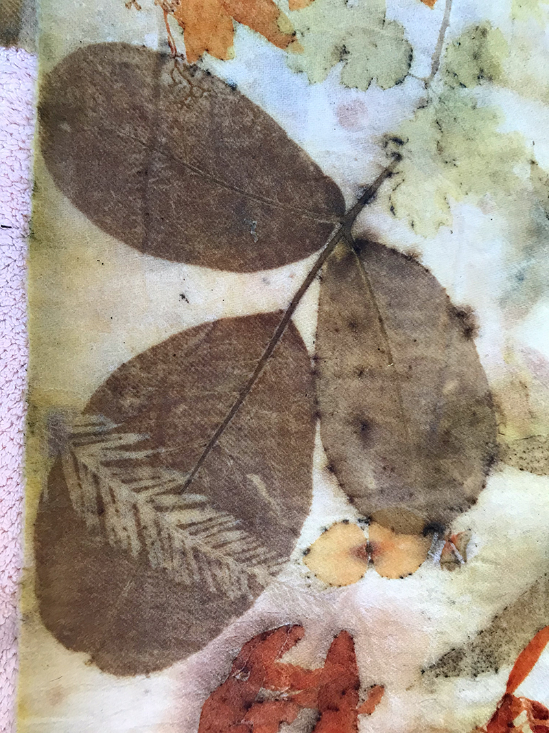 botanical printing of leaves