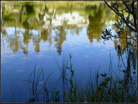 reflection of trees and sky on a lake surface