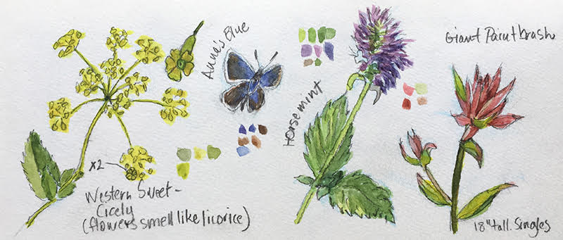 watercolor of plants and butterfly