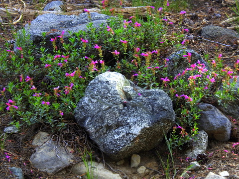 flowers surrounding a rock in alpine setting