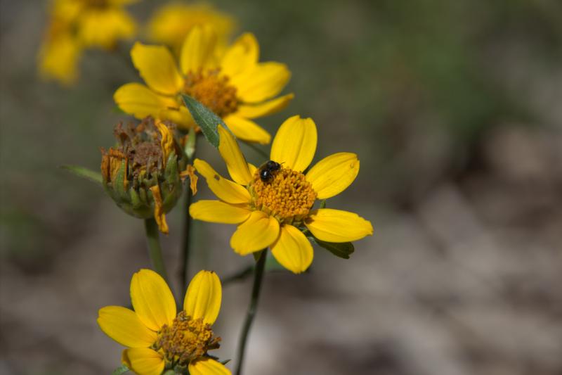 yellow flowers