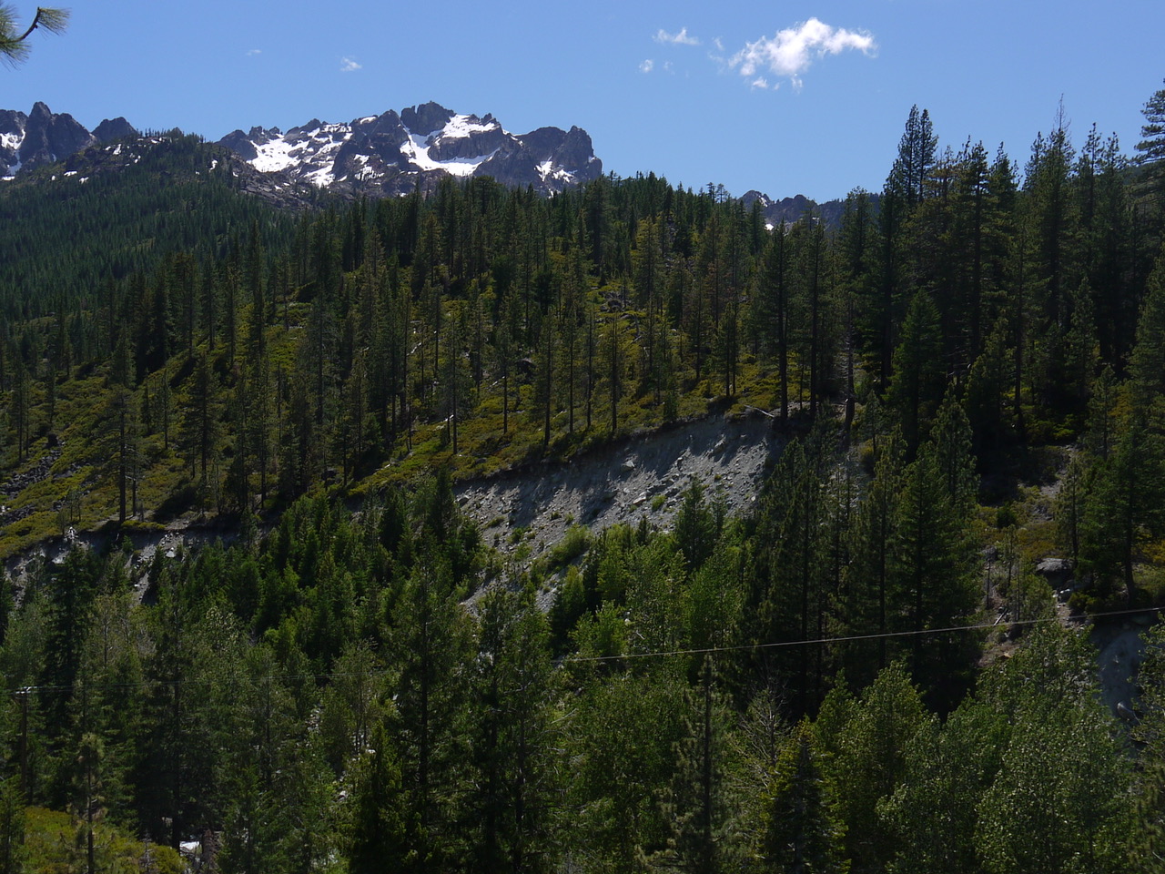 trees in front of glaciers on peaks