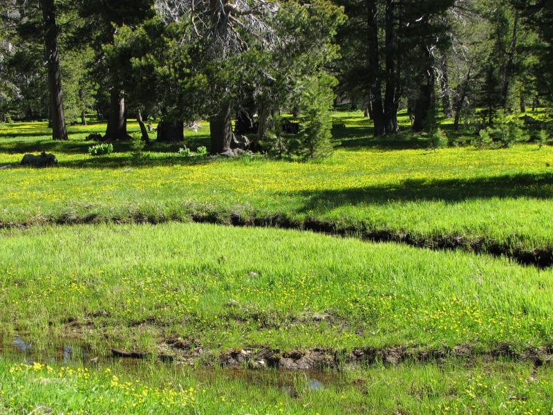 streams through a mountain meadow