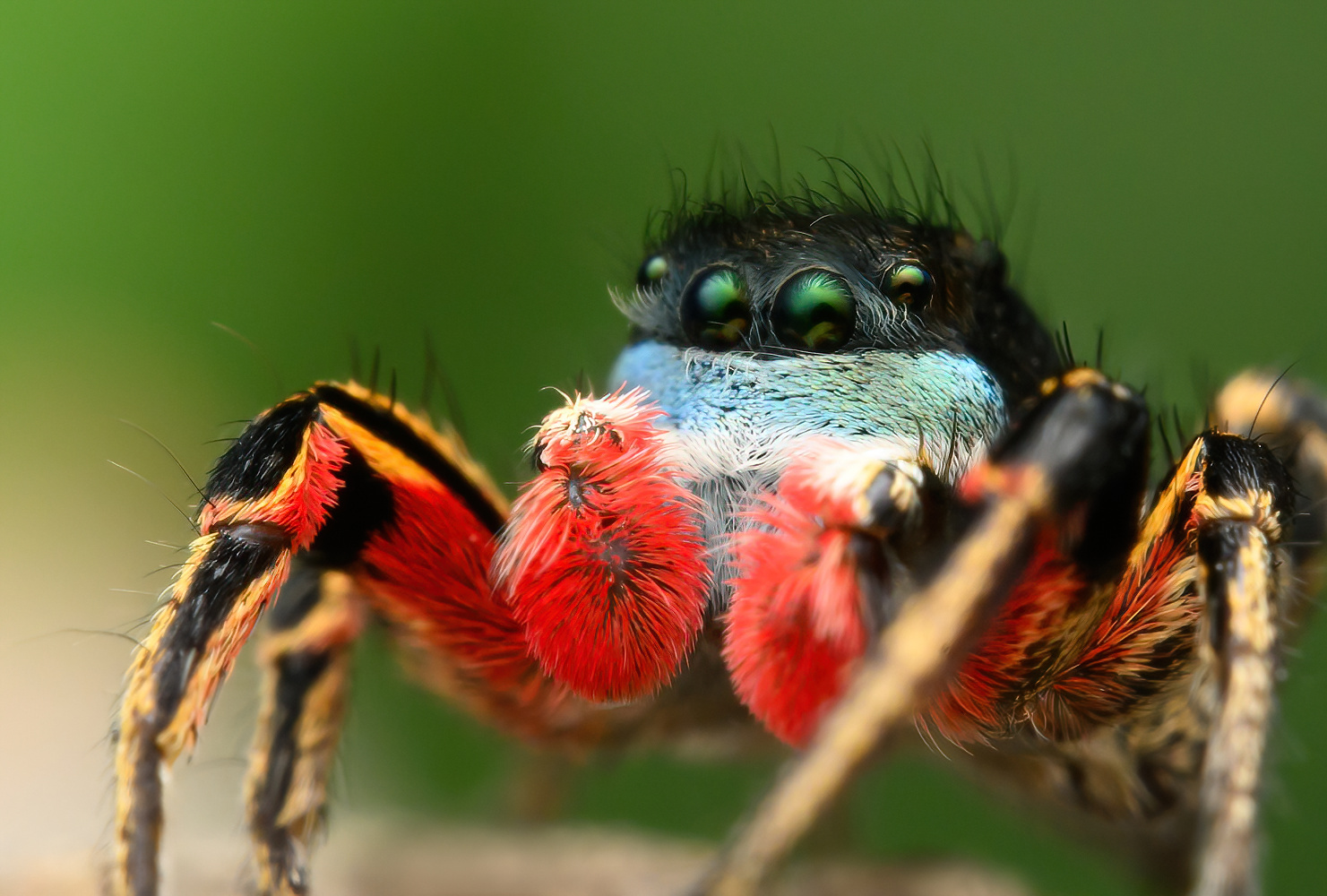 Spider