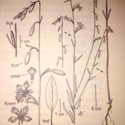 sketch of Sierra Nevada plants