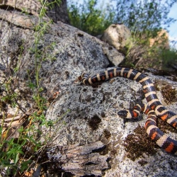 King snake on a mountain rock