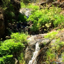 Trees and low bushes on sides of mountain stream