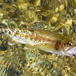 trout hooked on a fly in the water