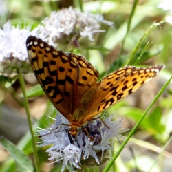 orange and balck butterfly on flower