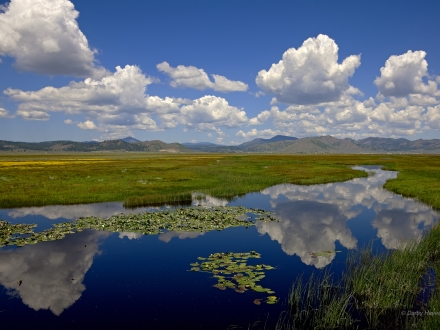 An expansive green wetland