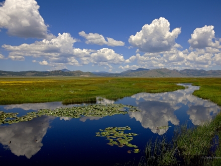 An expansive green wetland